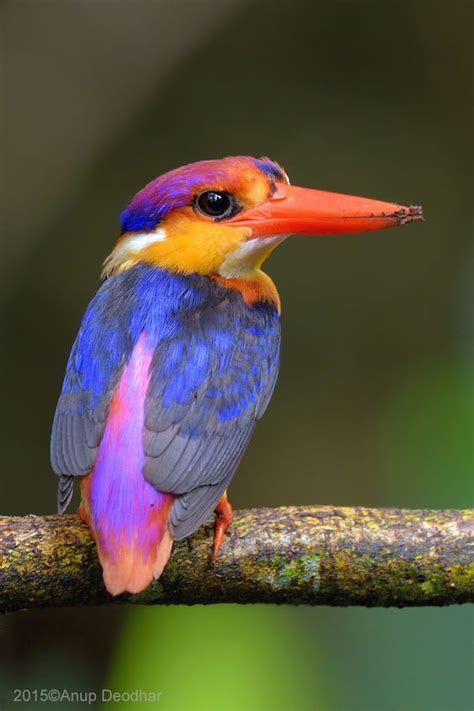 1000+ ideas about Tropical Birds on Pinterest | Birds ...