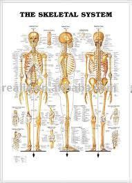 1000+ images about Anatomía Humana on Pinterest