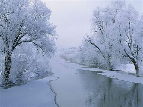 1000+ images about árboles blancos y paisajes invierno on ...