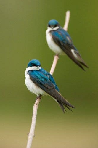 1000+ images about for the birds on Pinterest