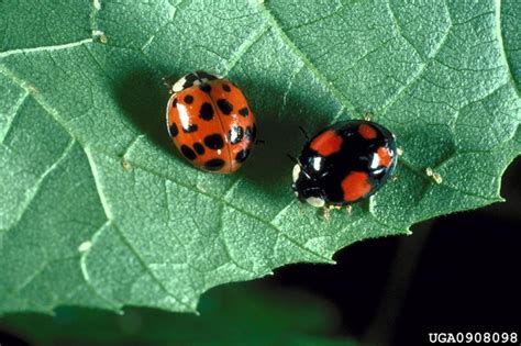 1000+ images about Ladybug, Ladybug Fly...... on Pinterest