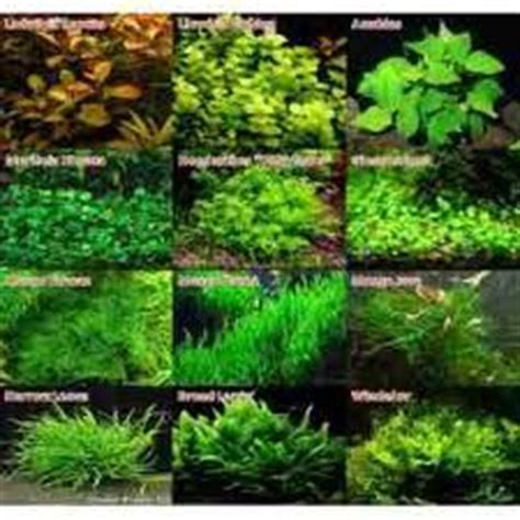 1000+ images about Plantas acuáticas para acuarios on ...