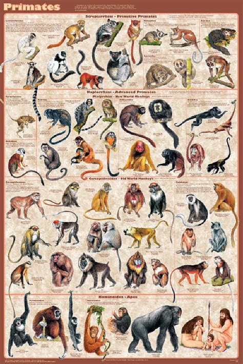 1000+ images about Primates: A Family Portrait on ...