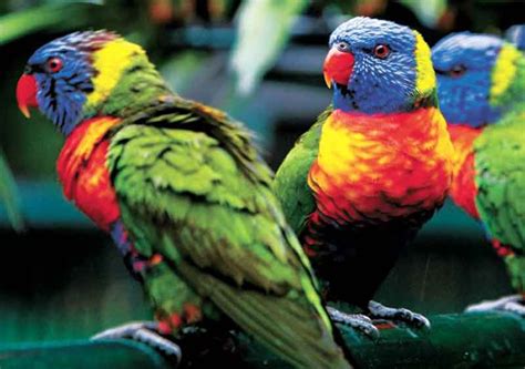 1000+ images about Rainforest on Pinterest | Bird of ...