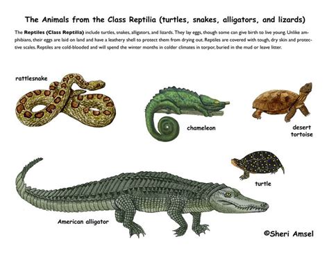 1000+ images about REPTILES AND AMPHIBIANS LIST NAMES on ...