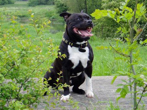 1000+ images about Staffordshire Bull Terrier on Pinterest ...