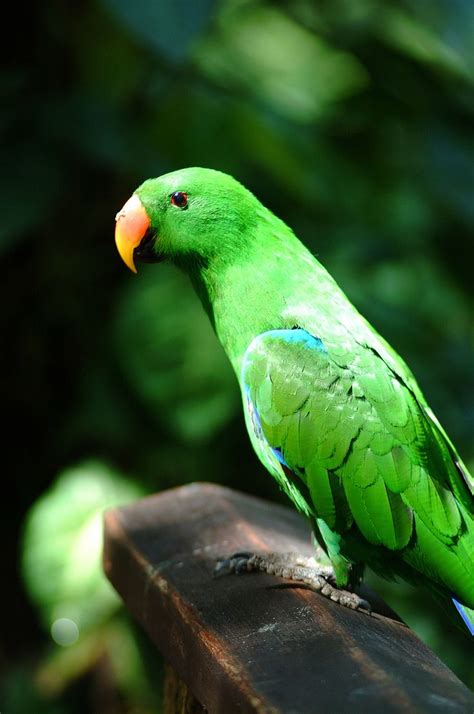 1000+ images about Tropical Birds on Pinterest | Love ...