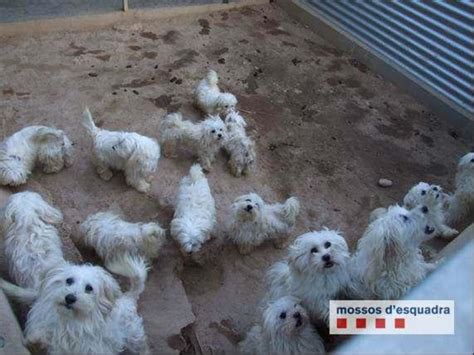 101 cachorros de perro rescatados de un criadero ilegal de ...