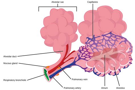 11.3 Circulatory and Respiratory Systems – Concepts of ...
