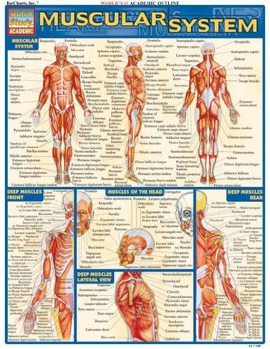 11 best Muscles/Labeled images on Pinterest | Physical ...