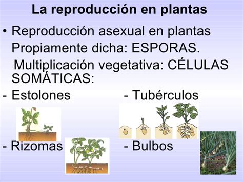 11 la relación y la reproducción de las plantas