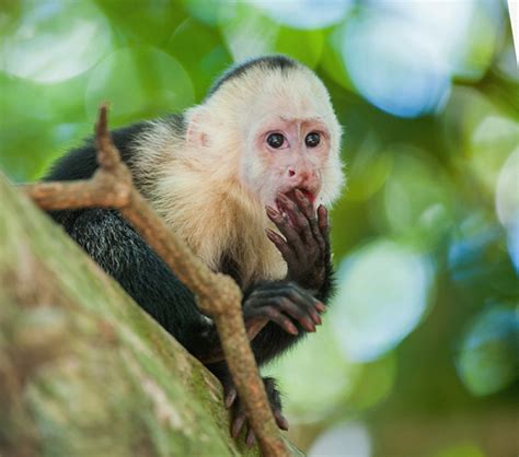 11 Mischievous Facts About Capuchin Monkeys | Mental Floss