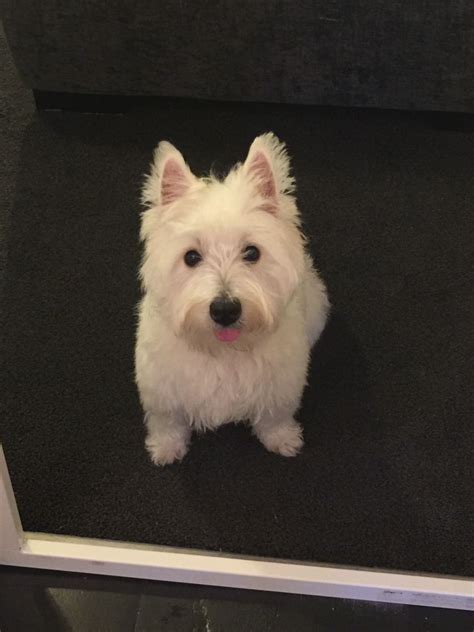 11 month old female Westie for sale | Chertsey, Surrey ...