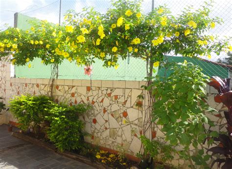 11 plantas ornamentais que adoram sol