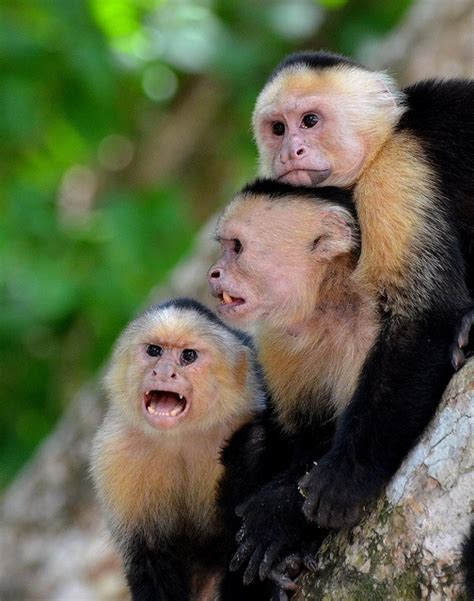 112 best images about Primates New World: White faced or ...