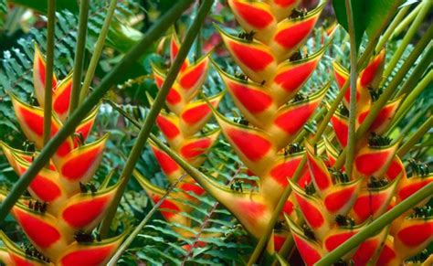 1123 best images about Flore tropicale on Pinterest ...