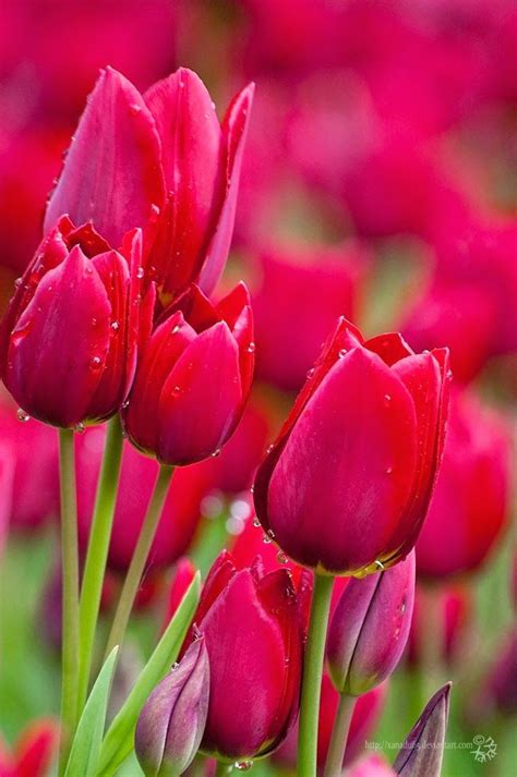 119 best Flowers I Love... images on Pinterest | Backyard ...
