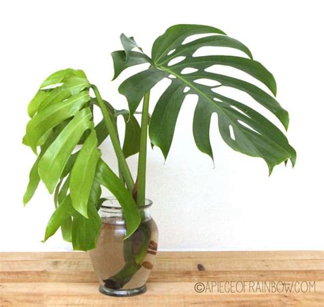 12 Easy Indoor Plants for Beauty + Clean Air   A Piece Of ...