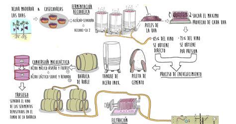12 Infografías sobre la elaboración del vino   vinopack