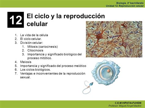12 La reproducción celular.   ppt video online descargar
