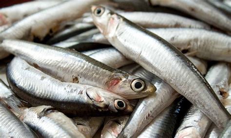 12 pescados más ricos y tan asequibles como la panga