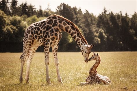 12 Photos of the Cutest Baby Giraffes | Wave Avenue
