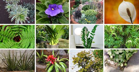 12 Plants That Thrive Indoors | ArchDaily