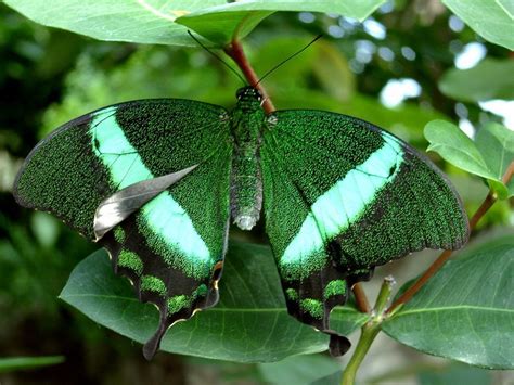 12 Rare Sighted And Appealing Butterfly Species
