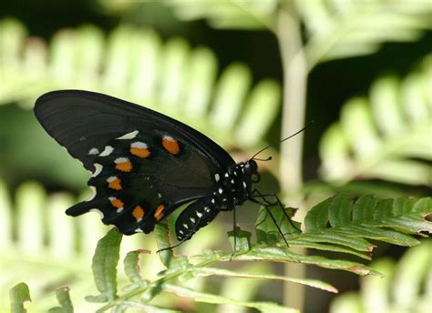 12 Rare Sighted And Appealing Butterfly Species