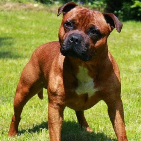 12 Reasons Why You Should Never Own Staffordshire Bull ...