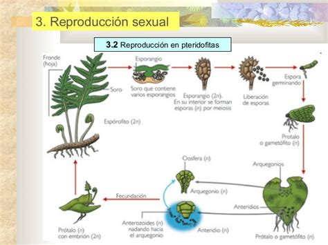 12 reproducción vegetal ppt
