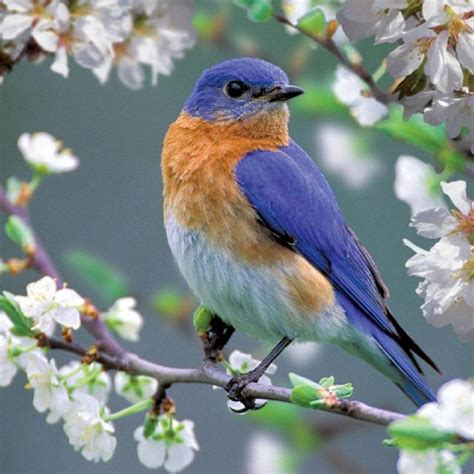 122 best Birds images on Pinterest | Beautiful birds ...