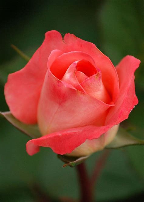 1296 best images about Single rose on Pinterest | White ...