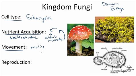 13.1.7 Kingdom Fungi   YouTube