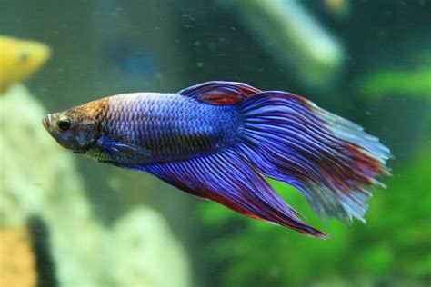 13 Best Freshwater Fish For Your Home Aquarium | Fish ...