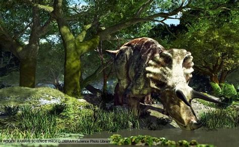 13 best images about triceratops on Pinterest | Dinosaurs ...