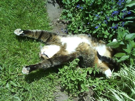 13 Cats Who Don t Have A Catnip Problem  So Just Chill Out ...