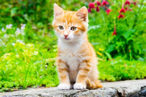 13 curiosidades sobre gatos que vão te fascinar Dicas ...