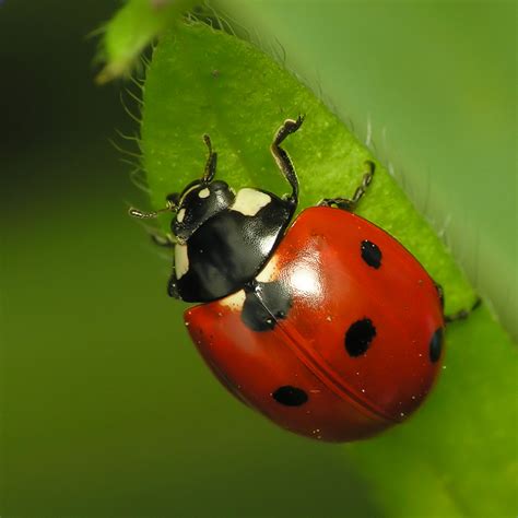 13 Fun Facts: 13 Lowdowns on Ladybugs