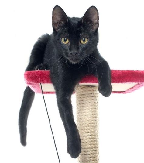 13 rascadores para gatos caseros, ¡y gratis! | EROSKI CONSUMER