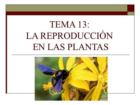13 reproduccion plantas