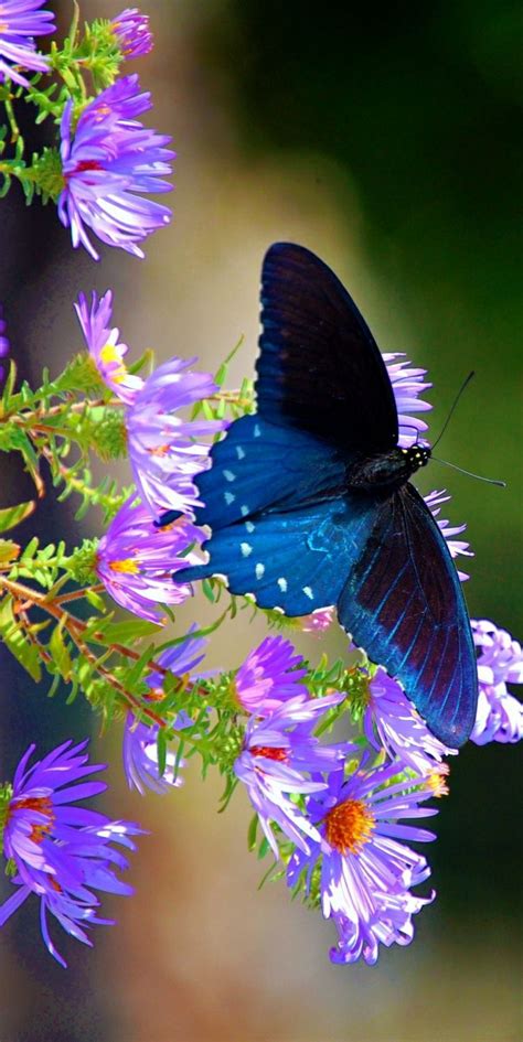 135 best images about Butterflies On Flowers on Pinterest ...