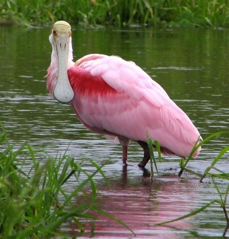 14 animales de color rosa que te van a sorprender ...