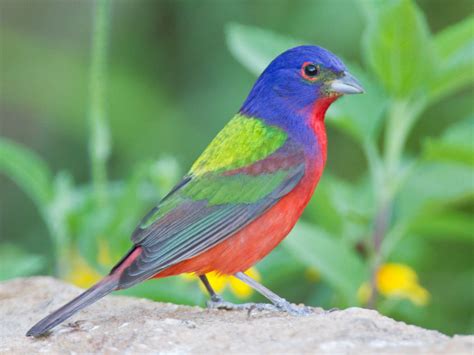 14 of the Most Colorful Birds in the Entire World | Nature ...
