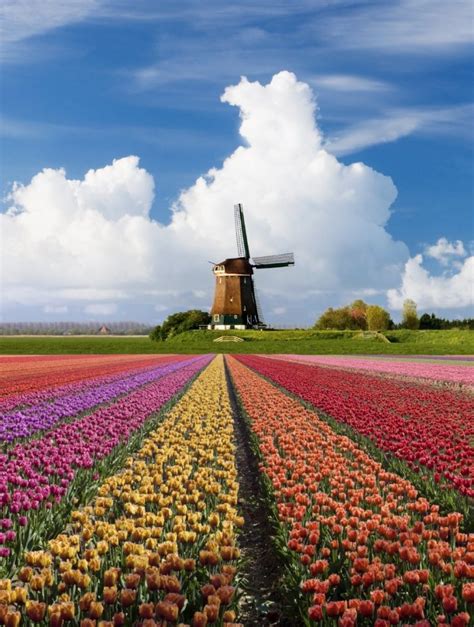 14 Reasons to visit the Netherlands in Spring ...