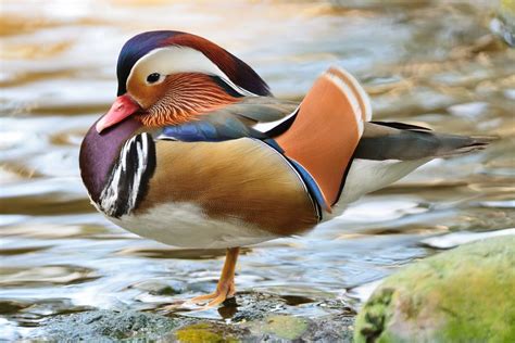14 unbelievable wild duck species | MNN   Mother Nature ...