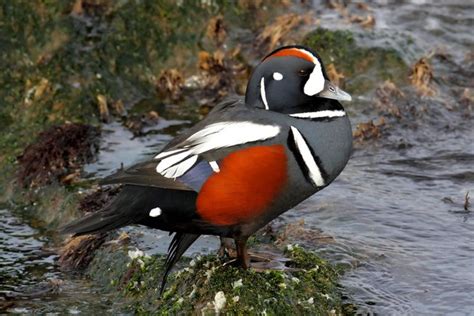 14 unbelievable wild duck species | MNN   Mother Nature ...