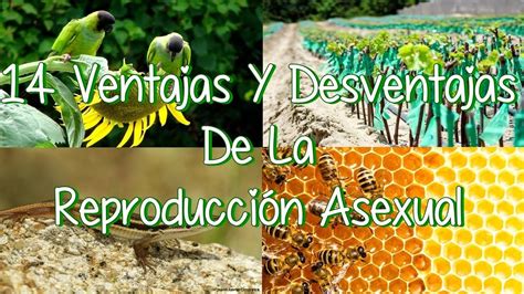 14 Ventajas Y Desventajas De La Reproducción Asexual En ...
