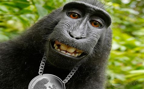 1440x900 Funny, Animals, Lunar Monkey, Monkey, Hip Hop ...