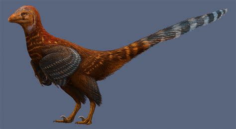 145m year old feathered dinosaur sheds light on the origin ...